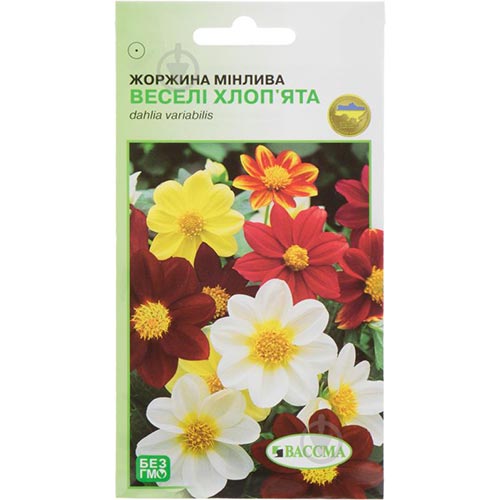 Георгина Веселые ребята, смесь окрасок Seedera рисунок 1 артикул 66269