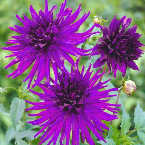 Жоржина Блю Рекорд артикул фото 1 Жоржина Блю Рекорд зображення 1 артикул 67123