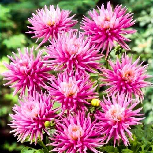 Жоржина Старс Леді артикул фото 1 Жоржина Старс Леді зображення 1 артикул 67125