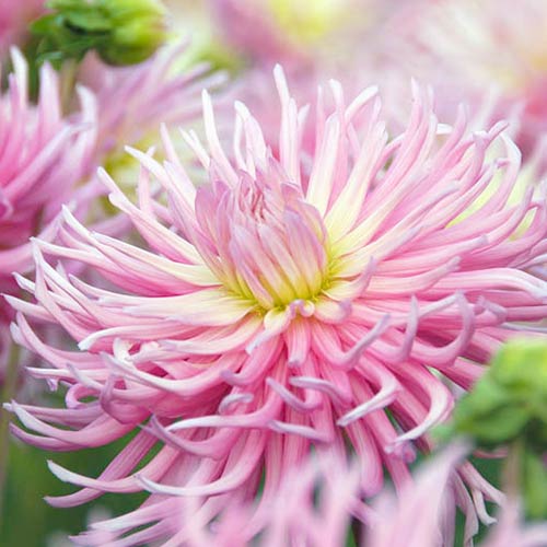 Жоржина Старс Леді артикул фото 3 Жоржина Старс Леді зображення 3 артикул 67125