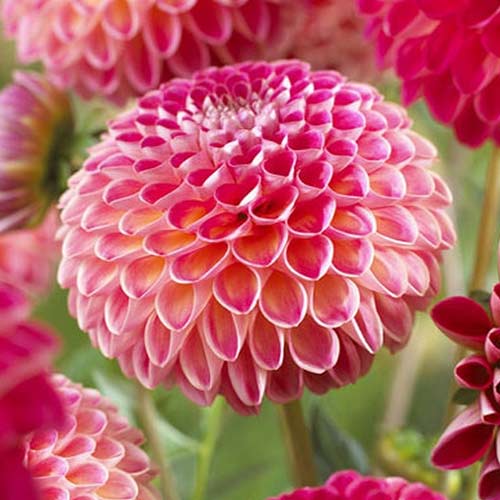 Георгина Кенора Файербол рисунок 1 артикул 76525