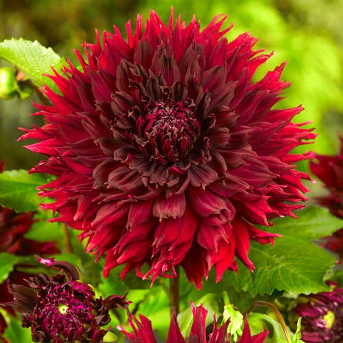 Георгина Кенора Макоп-Би рисунок 1 артикул 76420