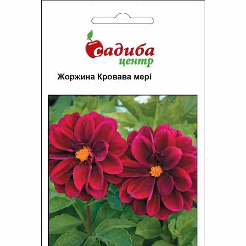 Георгина Кровавая Мэри Садыба центр рисунок 1 артикул 89214