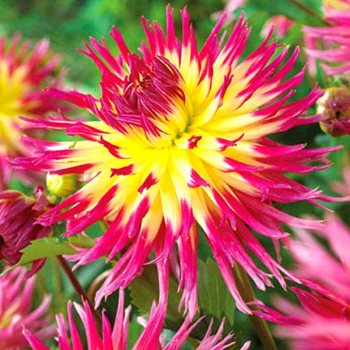 Жоржина Ліндсі Мішель зображення 1 артикул 70378