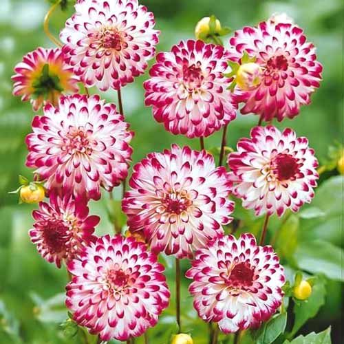 Жоржина Літтл Роберт зображення 1 артикул 76422