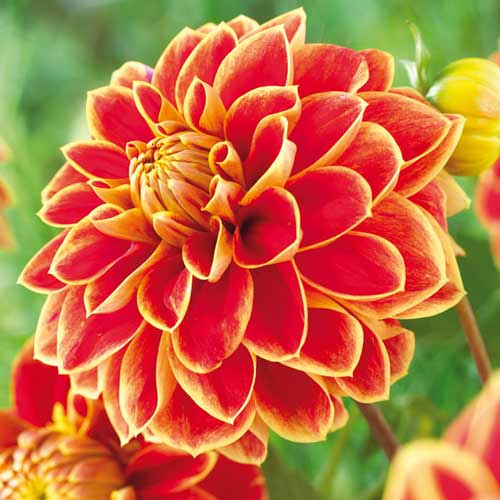 Георгина Максим рисунок 1 артикул 76423