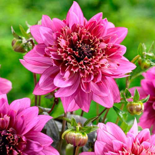 Георгина Мамбо рисунок 1 артикул 76214