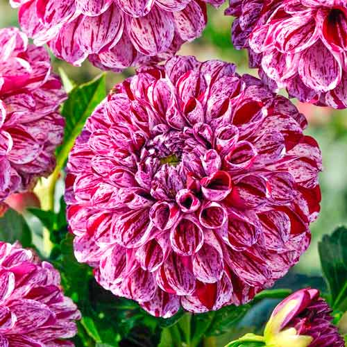 Георгина Марбл Болл рисунок 1 артикул 76215