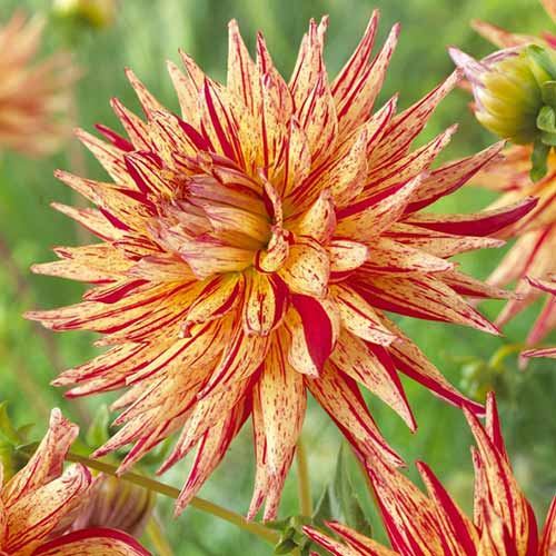 Жоржина Марканті зображення 1 артикул 76567