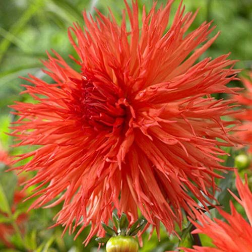 Георгина Мелз Оранж Мармелад рисунок 1 артикул 70374