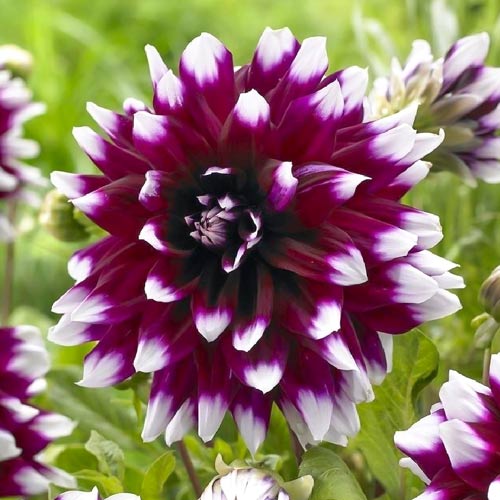 Георгина Мистери Дей рисунок 1 артикул 76425