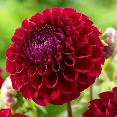 Георгина Натал рисунок 1 артикул 76568