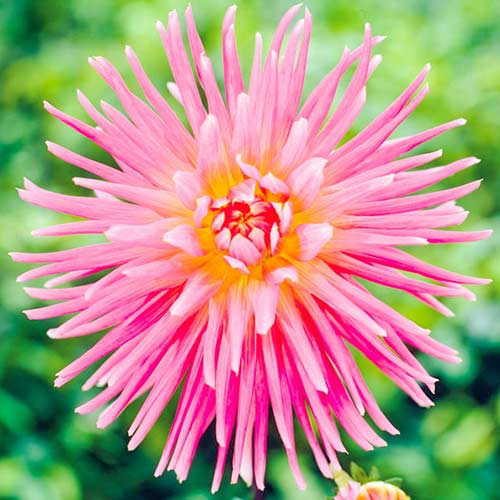 Георгина Нью Дименшион артикул фото 1 Георгина Нью Дименшион рисунок 1 артикул 76570