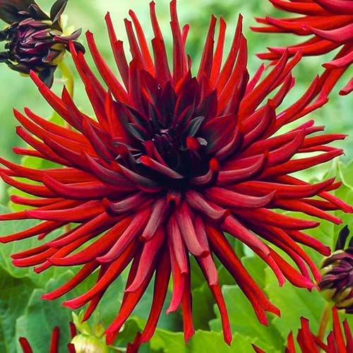 Георгина Нуит д'Эте рисунок 1 артикул 76569