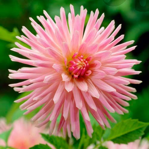 Георгина Парк Принцесс рисунок 1 артикул 76426