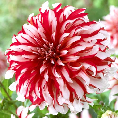 Георгина Пенни Лейн рисунок 1 артикул 76217