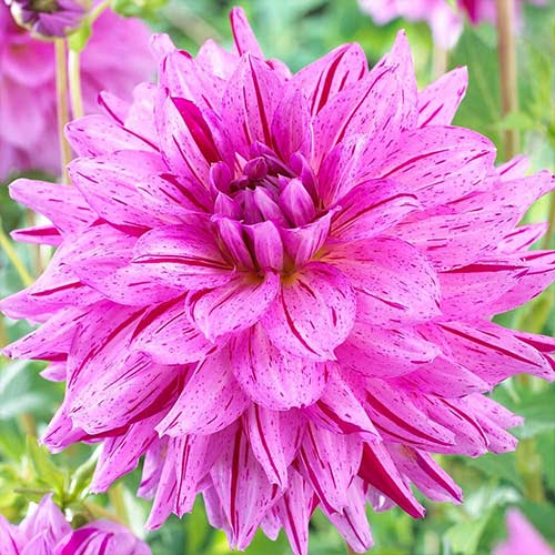 Георгина Пэйнтед Герл рисунок 1 артикул 76574