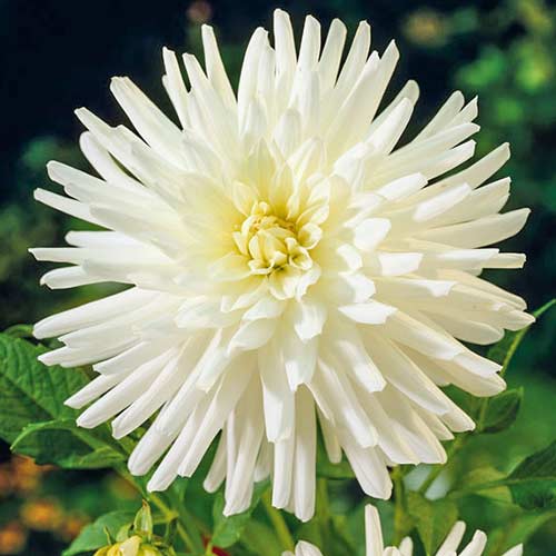 Георгина Плайя Бланка рисунок 1 артикул 76571