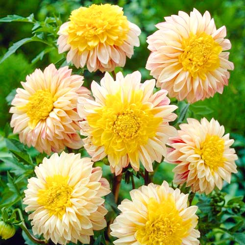 Георгина Полька рисунок 1 артикул 76218