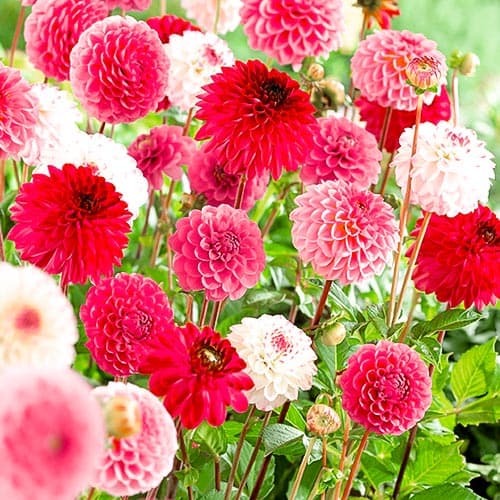 Георгина Помпон Пинк, микс рисунок 1 артикул 76433