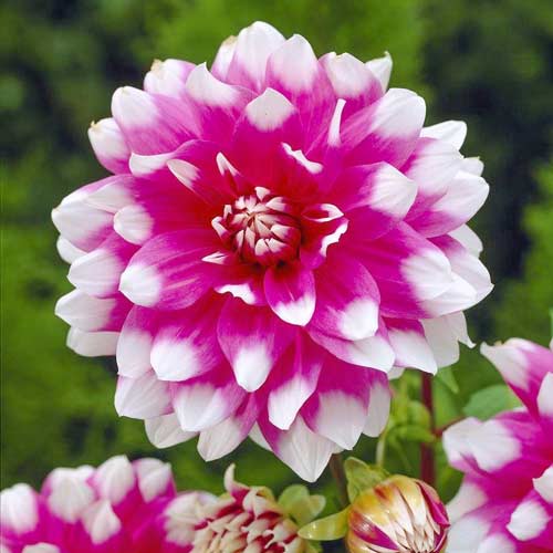 Жоржина Прайслесс Пінк зображення 1 артикул 76572