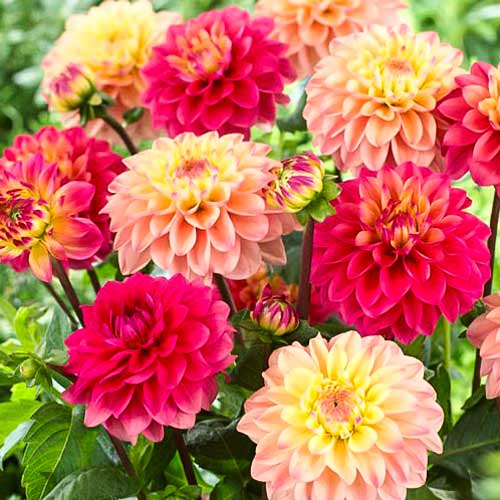 Жоржина Прінцесс, мікс зображення 1 артикул 68248