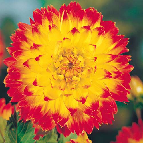 Георгина Процион артикул фото 1 Георгина Процион рисунок 1 артикул 76573