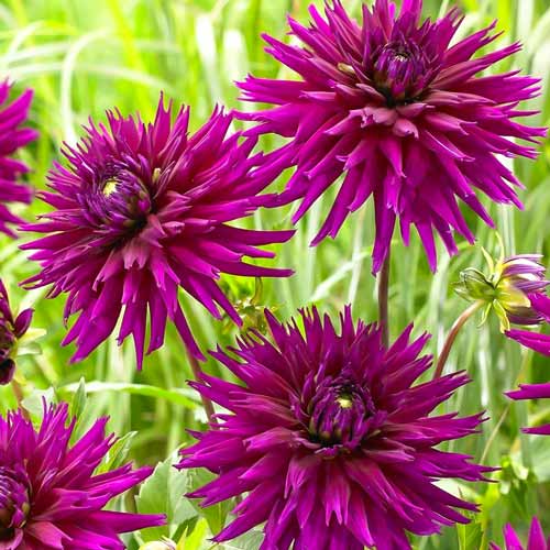 Георгина Пурпл Джем рисунок 1 артикул 76427