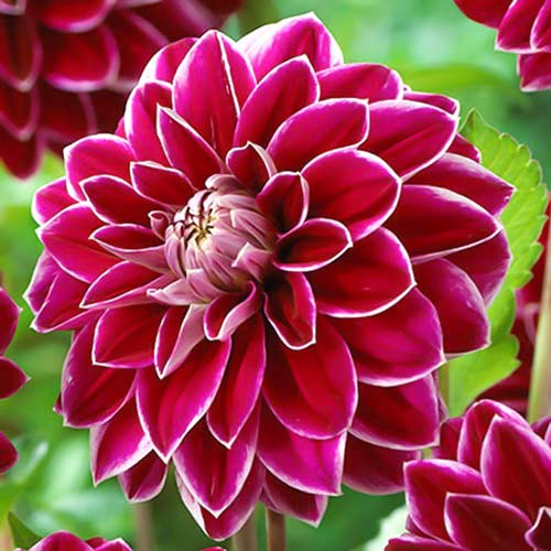 Георгина Пурпл Перл рисунок 1 артикул 76056