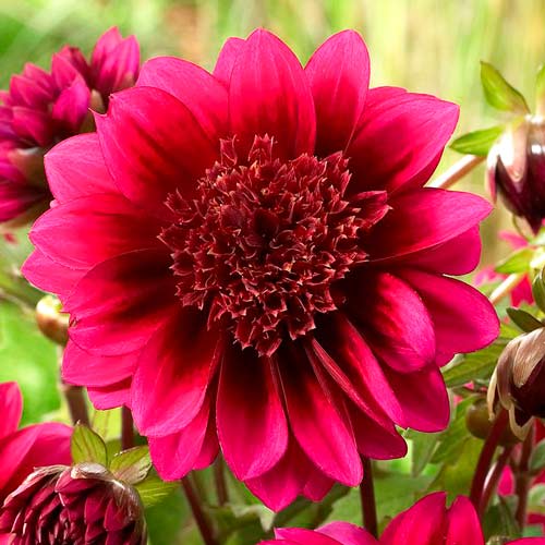 Георгина Пурпл Пуфф рисунок 1 артикул 76219