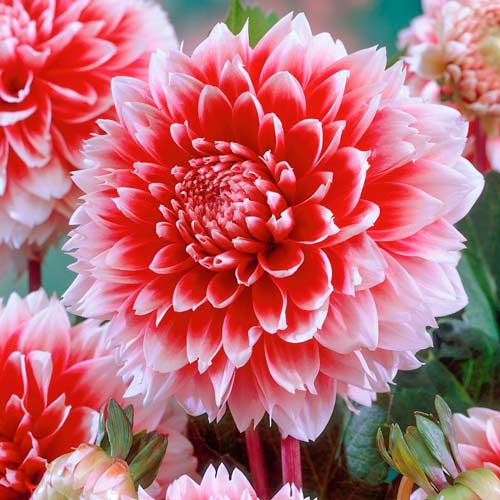 Жоржина Ред енд Вайт Фубукі зображення 1 артикул 76220