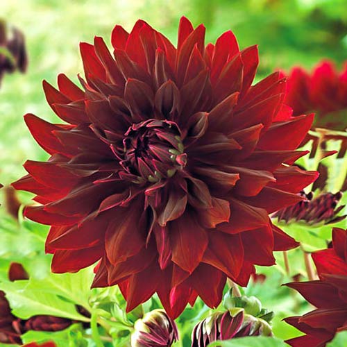 Георгина Рип Сити артикул фото 1 Георгина Рип Сити рисунок 1 артикул 76575