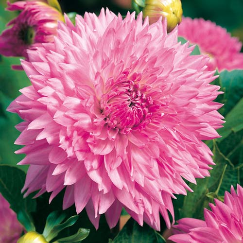 Георгина Сакура Фубуки рисунок 1 артикул 76221