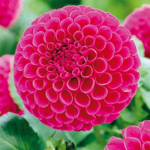 Георгина Сандра рисунок 1 артикул 76576