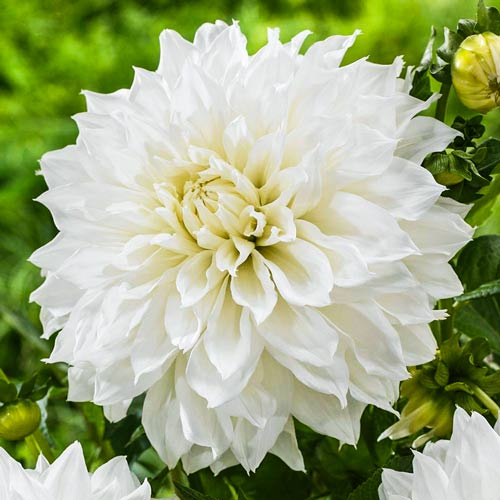 Жоржина Белінда зображення 1 артикул 67127