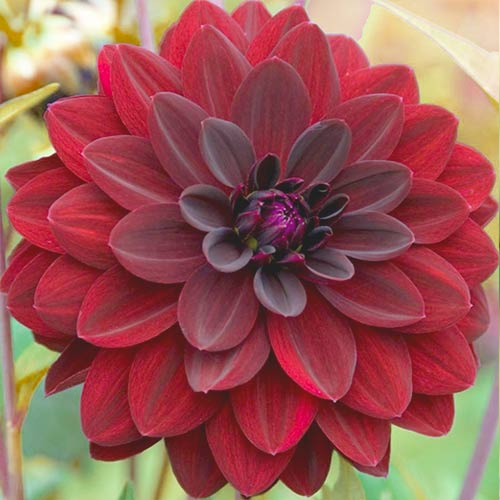 Жоржина Блек Барбара зображення 1 артикул 67128