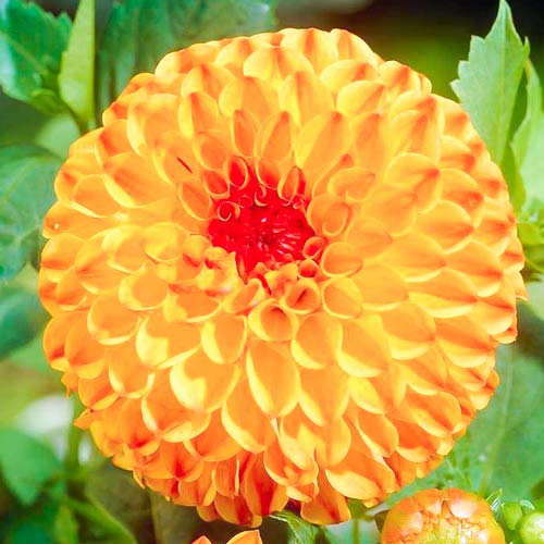 Жоржина Санні Бой зображення 1 артикул 76429