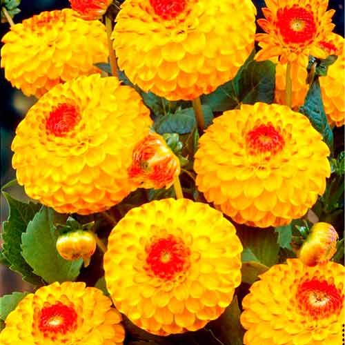 Жоржина Санні Бой зображення 2 артикул 76429