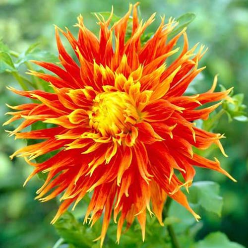 Георгина Шоу Энд Телл рисунок 1 артикул 76582