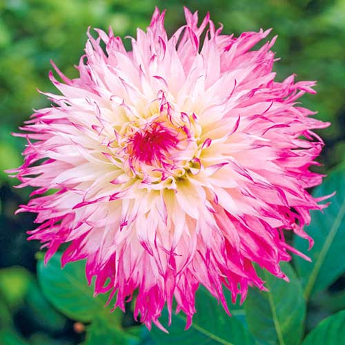 Георгина Снохо Диана рисунок 1 артикул 76578