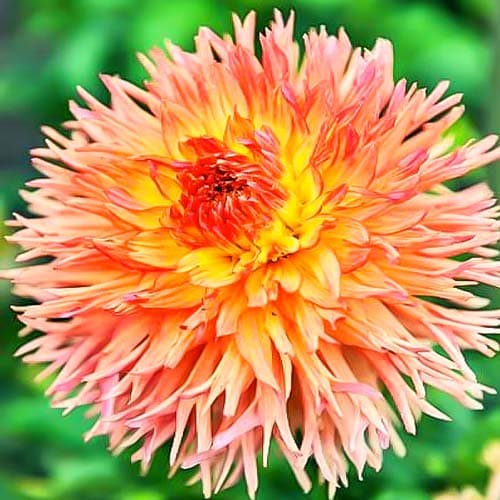 Жоржина Снохо Вондер артикул фото 1 Жоржина Снохо Вондер зображення 1 артикул 76057