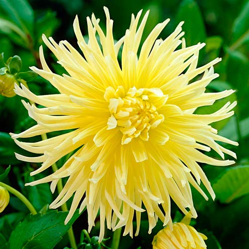 Георгина Стар Спектакль рисунок 1 артикул 76428