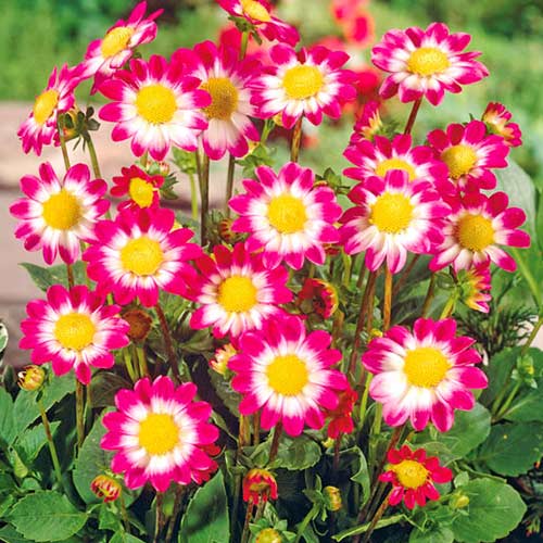 Георгина Свитхарт рисунок 1 артикул 76577