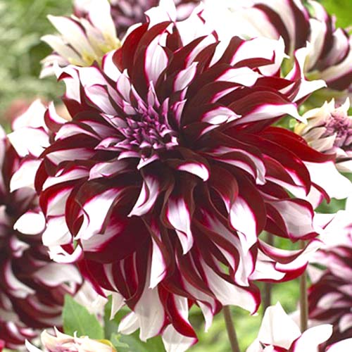 Жоржина Тартан зображення 1 артикул 70381