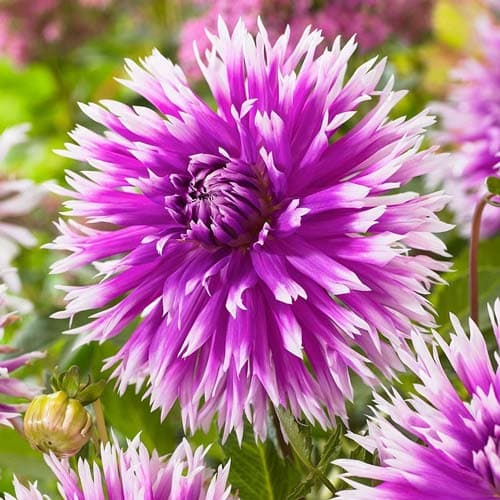 Георгина Тэйбл Данс рисунок 1 артикул 76058