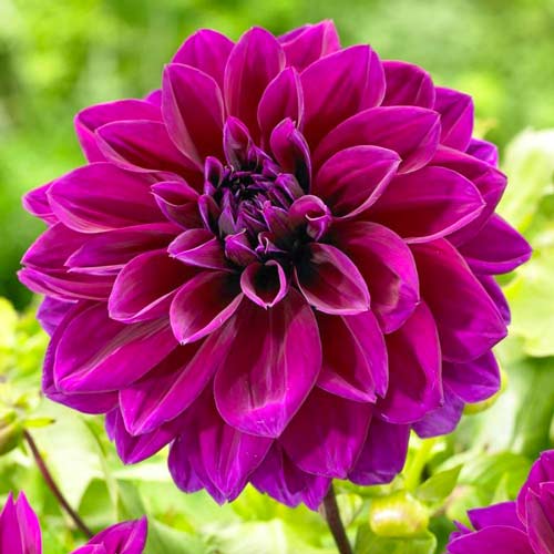 Жоржина Томас Едісон зображення 1 артикул 68256