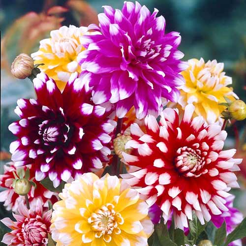 Георгина Топ Уайт, микс рисунок 1 артикул 68356