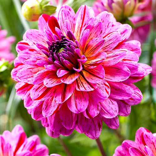 Георгина Тропикал артикул фото 1 Георгина Тропикал рисунок 1 артикул 76526