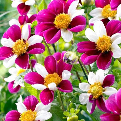 Георгина Твайнингс Смарти артикул фото 1 Георгина Твайнингс Смарти рисунок 1 артикул 76060