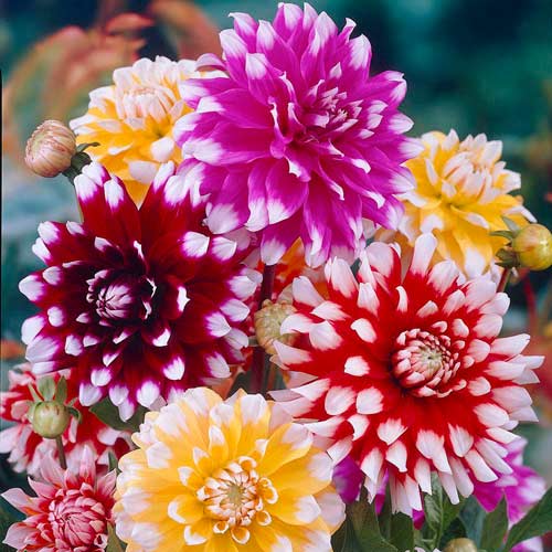 Георгина Вайт Топ, микс рисунок 1 артикул 76431